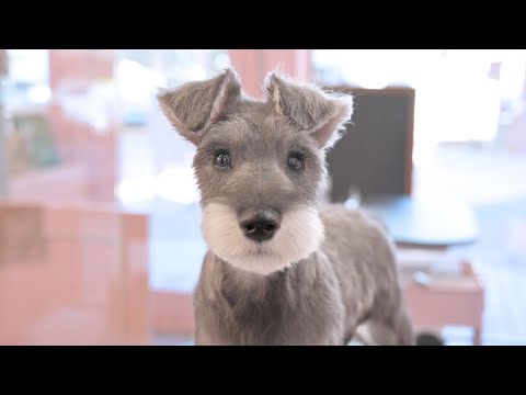 Видео: Да, я красивый щенок. (Шнауцер Груминг)