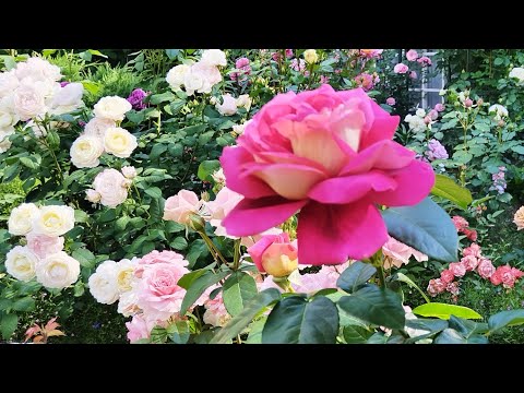 Видео: Пройдёмте в сад, я покажу вас розам🌹🌹🌹