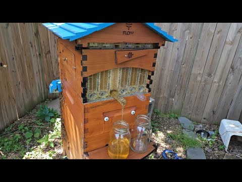 Видео: Урожай улья Flow (Угловой улей 2023.06.08)