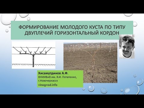 Видео: Формирование двуплечего кордона, второй год вегетации, Хисамутдинов АФ