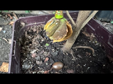 Видео: Семена🌺камелий- сбор,проращивание и посадка в грунт!