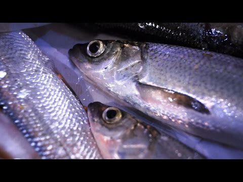 Видео: Рипус на Увильдах