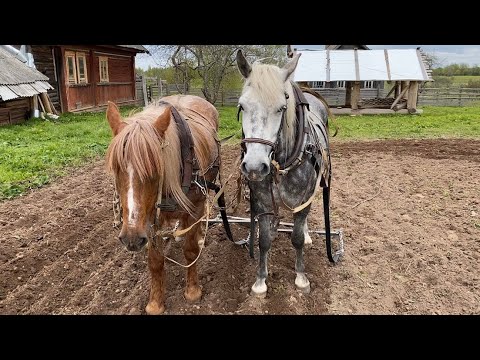 Видео: РАБОЧАЯ ДВОЙКА ЛОШАДЕЙ