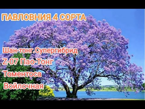 Видео: Павловния 4 сорта