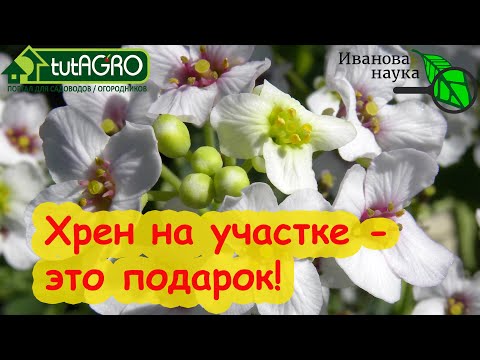 Видео: ЗАЧЕМ ИЗБАВЛЯТЬСЯ НА УЧАСТКЕ ОТ ХРЕНА?