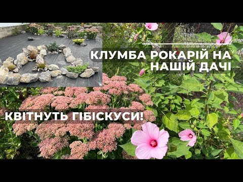 Видео: Клумба рокарій на нашій дачі. Квітнуть гібіскуси!