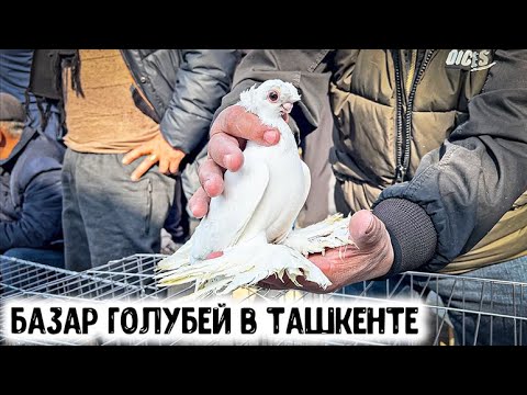 Видео: САМЫЙ БОЛЬШОЙ ПТИЧИЙ БАЗАР! Ташкент. Птичий рынок. Каракамыш