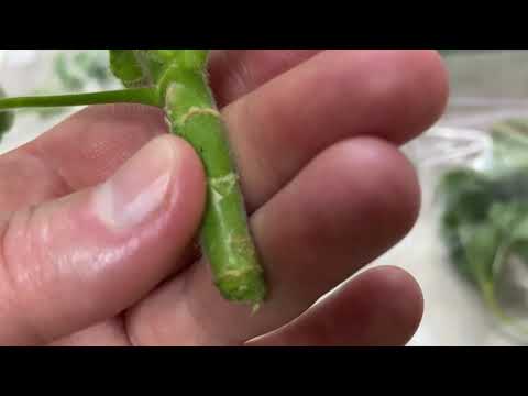 Видео: Отправка пеларгоний срезами продолжается!