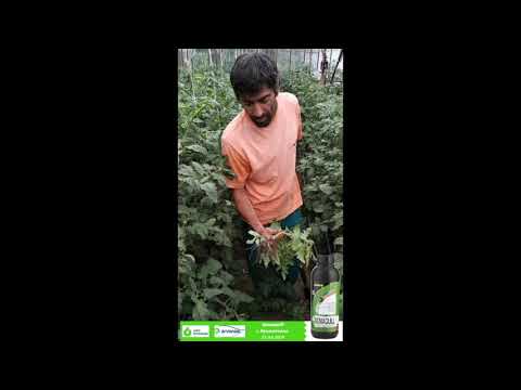 Видео: Био борба с нематода. Агро програма.