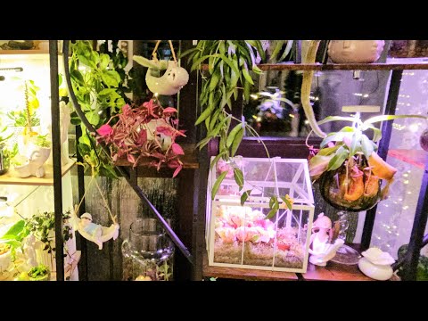 Видео: Комнатные растения ОБЗОР #plants#top#garden#обзор#