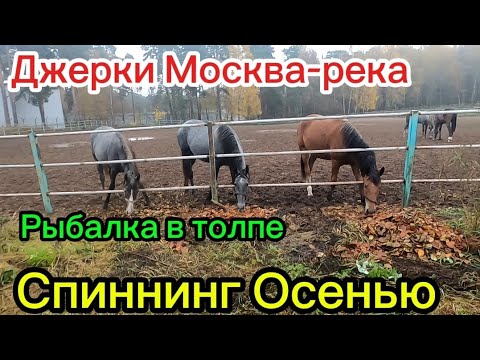 Видео: Джерки Москва-река. Спиннинг осенью. Рыбалка в чудесных местах. 