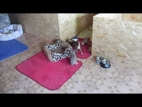 Видео: #ЧИХУА ВЕС ЯШИ В 3 МЕС#ЩЕНКИ ВЕС В 1 МЕСЯЦ#ВЕСЧИХУА 4 ГОДА , 5,5 ЛЕТ , 8,5 ЛЕТ#ПИТОМНИКРКФМАРИМИСТИК