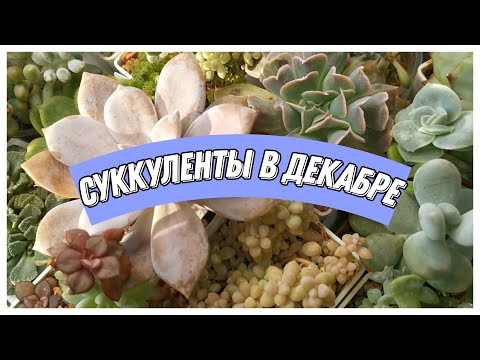 Видео: Суккуленты в декабре