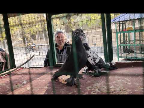 Видео: 18 ноября 2025 г.