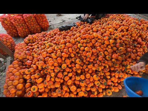 Видео: 19 октября 2024 г. ТУРТКУЛЬ ДЕХКОН БОЗОР НАРХЛАРИ