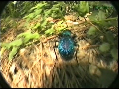 Видео: Феодосия.1997 год.(08)(Личный архив)