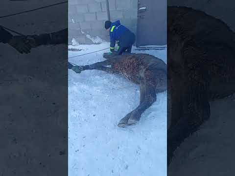 Видео: жылқы сою аяқ байлау #youtubeshorts #2025  #2024 #horse #ат #лайфхаки #anime #shorts #meat #animals