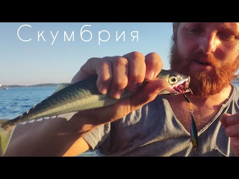 Видео: Как поймать Скумбрию. Рыбалка на море. На что ловят Скумбрию.