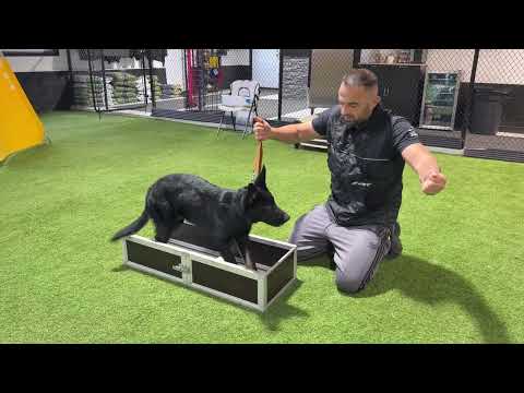 Видео: Обновление информации о новом игроке Хаза — Хаммере