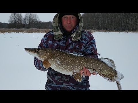 Видео: ТРОФЕЙ 2021 Рыбалка на родине, ловля щуки на жерлицы! Река Волга в Марий Эл. Зимняя рыбалка на Волге