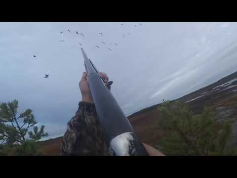 Видео: ОХОТА НА ГУСЯ 2018.КАРЕЛИЯ.ОСЕНЬ.#охотанагусявКарелииосень