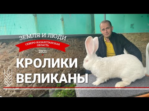 Видео: Земля и люди #7: Кролики-великаны Дмитрия Лапицкого