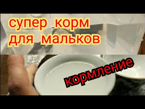 Видео: Кормление мальков, стартовый корм, если нет артемии