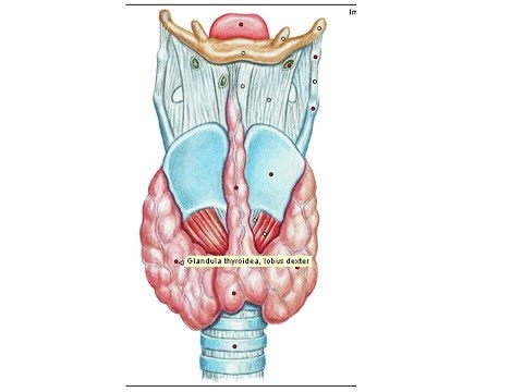 Видео: Строение гортани