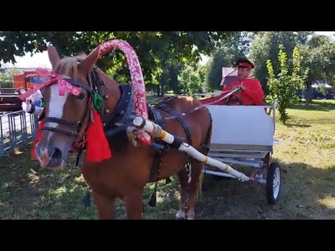 Видео: ДОЖИНКИ 2024🐎КУБАНЕЦ КАК ВСЕГДА ПРИ ДЕЛЕ🐴ВЫСТАВКА СЕЛЬХОЗТЕХНИКИ🚜