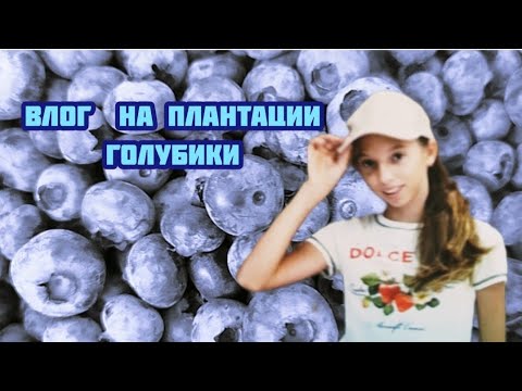 Видео: Влог на плантации голубики 🫐 заехали в парк 🍀🌳🌲