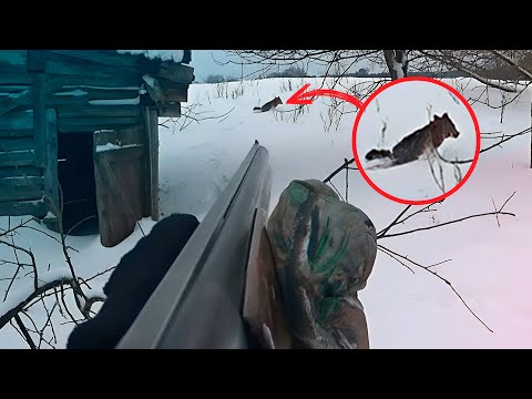 Видео: ВЫСЛЕДИЛ. ДОБЫЛ. УТИЛИЗИРОВАЛ. ОХОТА НА БЕШЕНУЮ ЛИСУ!
