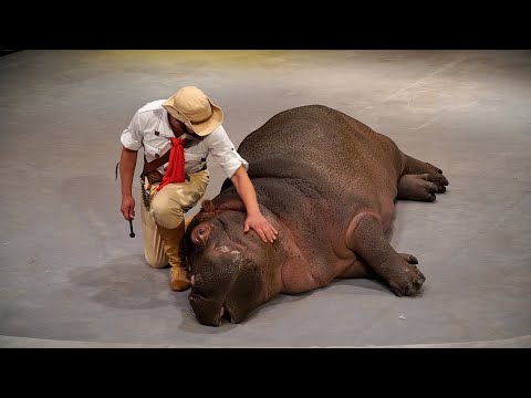 Видео: Спектакль Снежная королева. Уголок Дурова 20 06 24