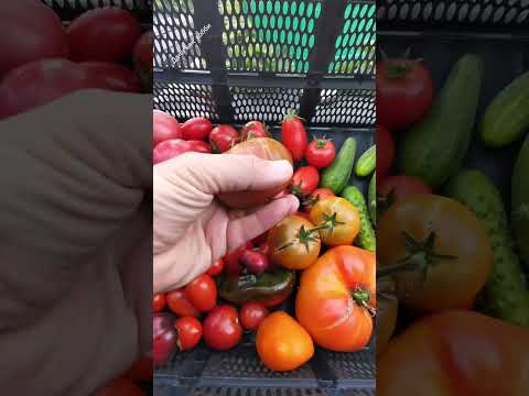 Видео: Сезон подходит к закрытию. 