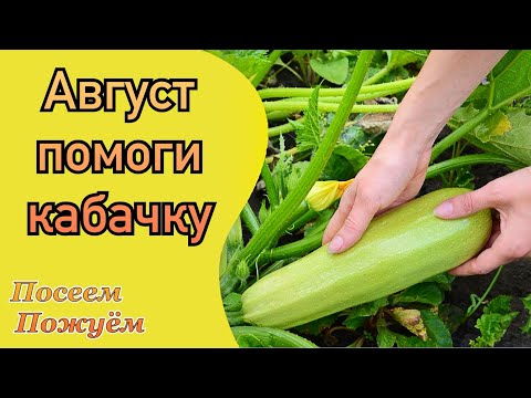 Видео: Август-помоги кабачку. Посеем Пожуем