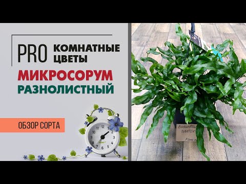 Видео: Папоротник микросорум разнолистный. Чудесное неприхотливое растение с разными листьями