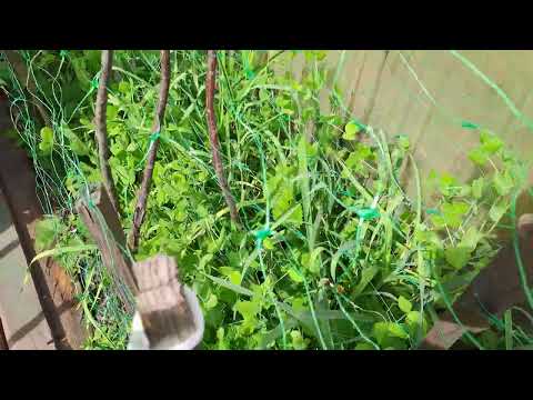 Видео: ПРИШЛО ТЕПЛО в ГОРОД ТЮМЕНЬ. ЕЛЕ ВЫЖИЛА ТОНЕНЬКАЯ ВИГНА в СИБИРИ.