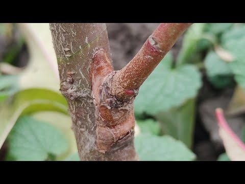 Видео: Summer Peach Grafting / ЛЕТНЯЯ ПРИВИВКА ПЕРСИКА без удаления древесной части