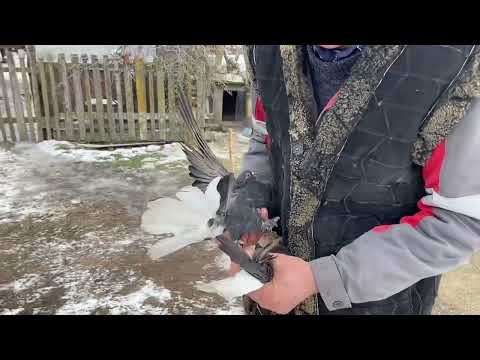 Видео: Мелитопольские (дутые) голуби.