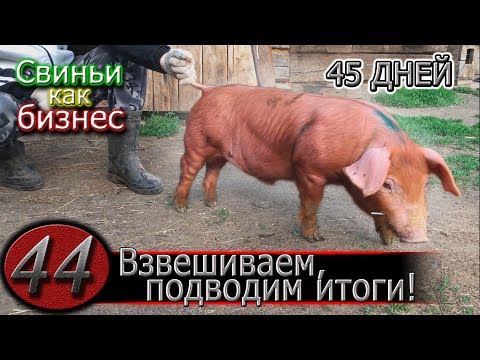 Видео: ИТОГИ ЭКСПЕРИМЕНТОВ ПО КОРМЛЕНИЮ ПОРОСЯТ