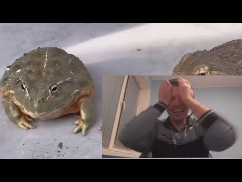 Видео: ПАПИЧ СМОТРИТ Если бы Папич превратился в жабу