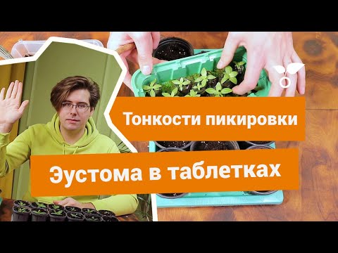 Видео: Правила пикировки эустомы в торфяных таблетках