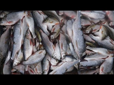 Видео: #11 Вобла, карась и густера на поплавок. Часть 1