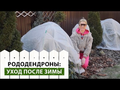 Видео: Как вывести рододендроны из зимы? Секреты ухода за рододендронами весной
