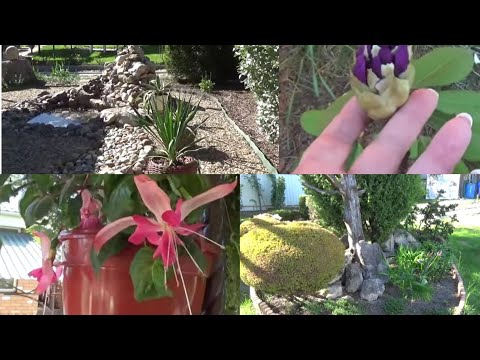 Видео: Дача Сезон Фонтанов открыт🥳 Прогулка по саду в конце мая🌞