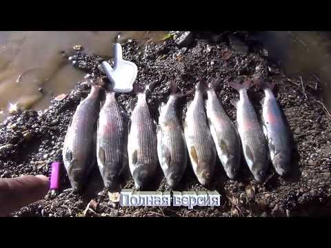 Видео: 12 Рыбалка в тайге Сибири  Жили 11 дней Ловля Крупных Хариусов и Ленка Красивейшие Пейзажи Тайги Кос