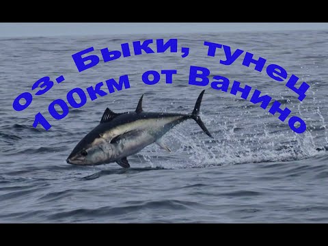 Видео: Озеро Бы́ки,100км севернее Ванино.Стаи тунца резвятся,огромные кекуры мамонта и мамонтёнка,сент 2023