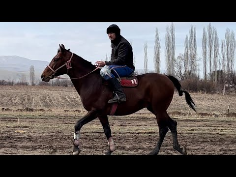 Видео: Достук/ Тандоого жаны аттар келди!