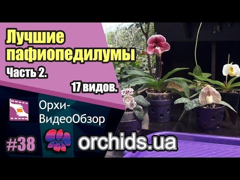 Видео: Лучшие пафиопедилумы для Вашей коллекции. Часть 2. 17 видов.