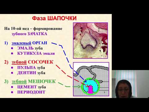 Видео: Гистология 3.Развитие зубов