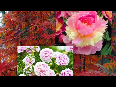 Видео: Саджаю нові рослини та готую сад до зими#декоративнийсад